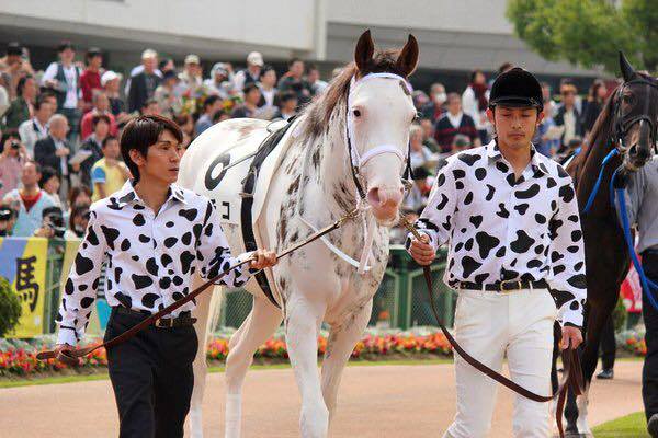 Buchiko - The Spotted Race Horse